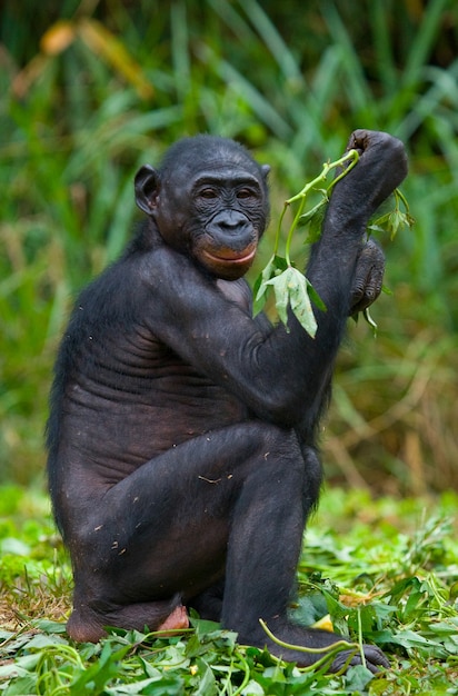 Bonobo è seduto per terra. Repubblica Democratica del Congo. Parco nazionale di Lola Ya Bonobo.