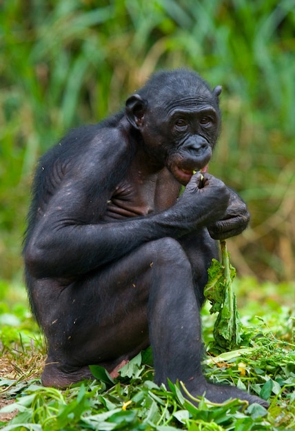 Bonobo è seduto per terra. Repubblica Democratica del Congo. Parco nazionale di Lola Ya Bonobo.