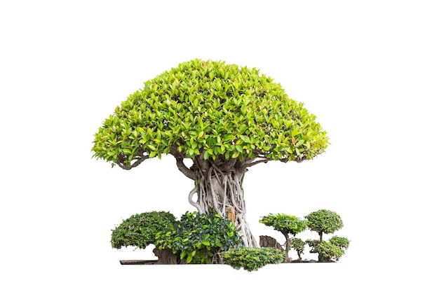 bonsai alberi