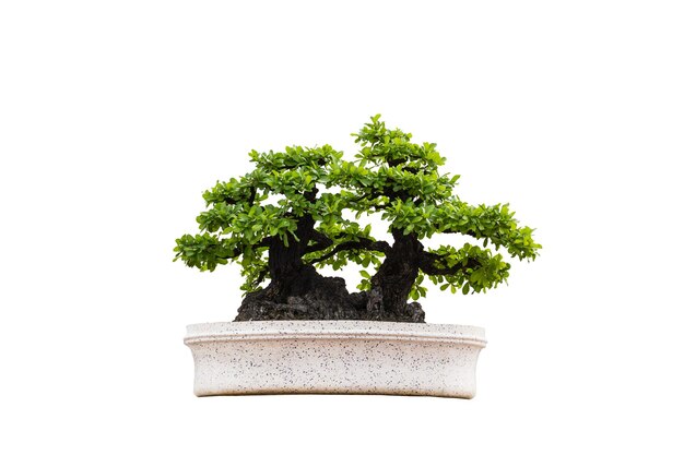 bonsai alberi