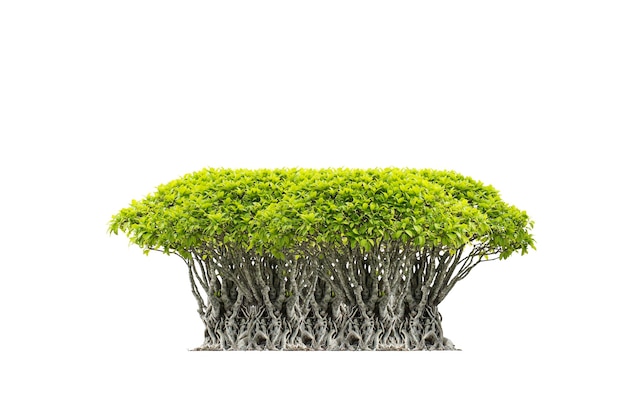 bonsai alberi