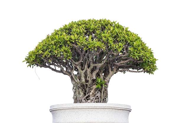 Bonsai Albero