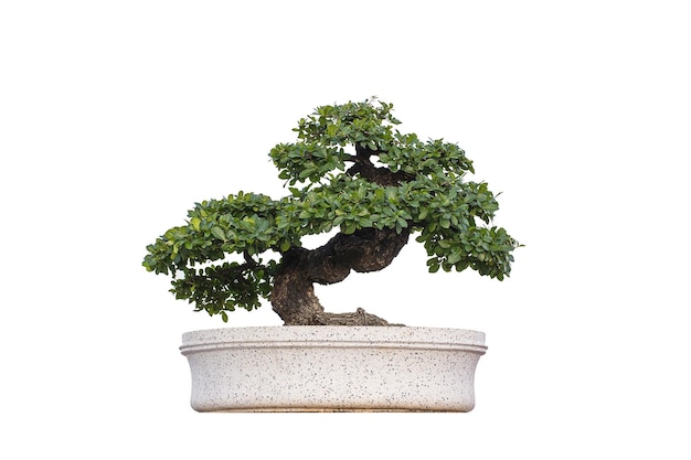 Bonsai Albero