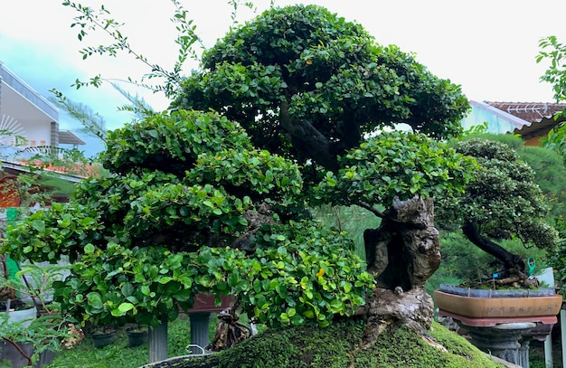 Bonsai Beringin, fico piangente, fico di Benjamin o albero di ficus, albero di banyan (Ficus benjamina)