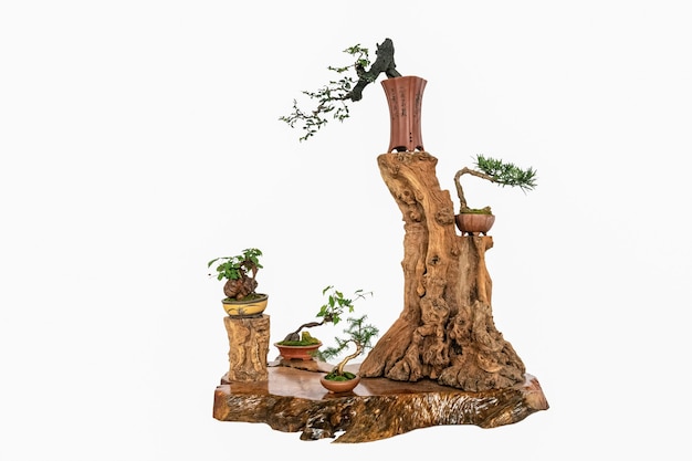 Bonsai con valore ornamentale su sfondo bianco