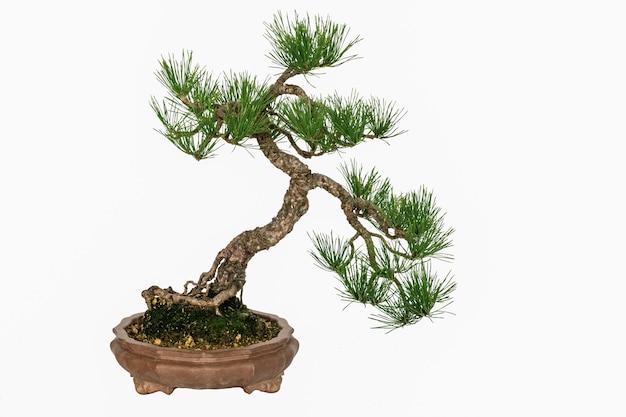 Bonsai con valore ornamentale su sfondo bianco