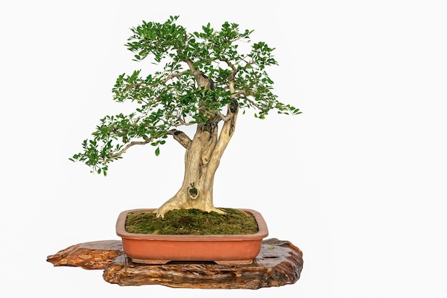 Bonsai con valore ornamentale su sfondo bianco