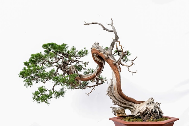 Bonsai di arte cinese su sfondo bianco