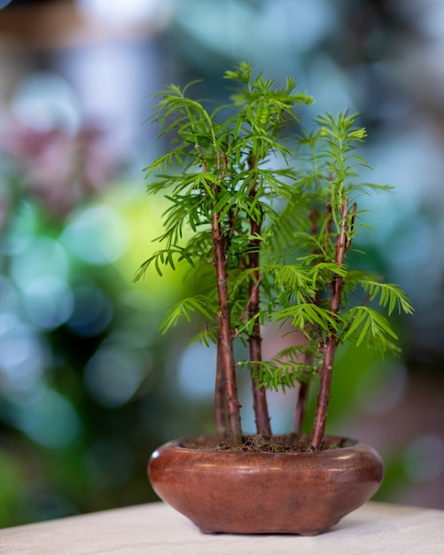 Bonsai di Bambù in vaso in ceramica