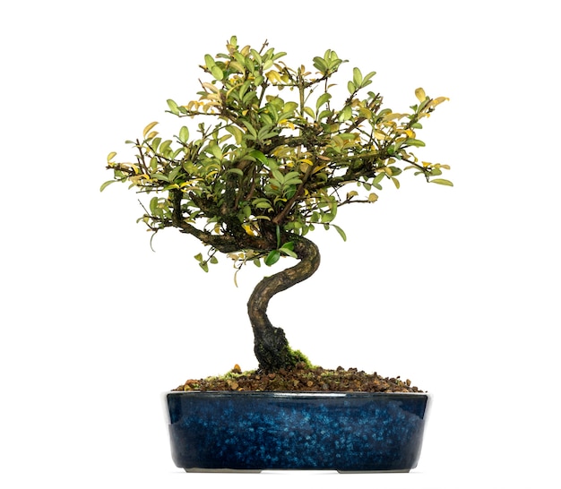 Bonsai di caprifoglio, Lonicera caprifolium, isolato su bianco