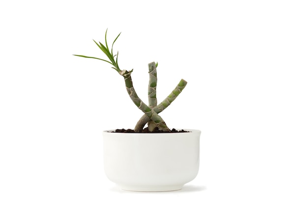 Bonsai di Dracaena marginata in vaso bianco isolato