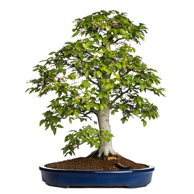 Bonsai di faggio, fagus sylvatica, isolato su bianco