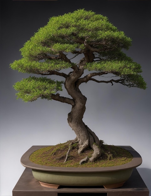 Bonsai di Serissa