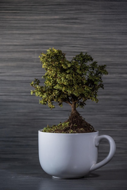 bonsai in una tazza