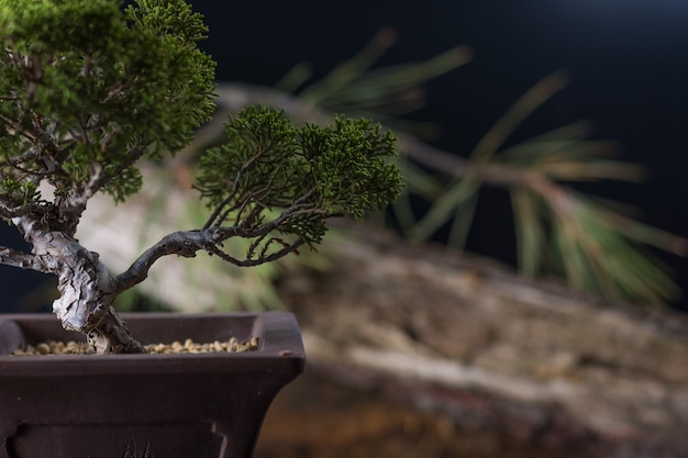 Bonsai juniperus chinensis