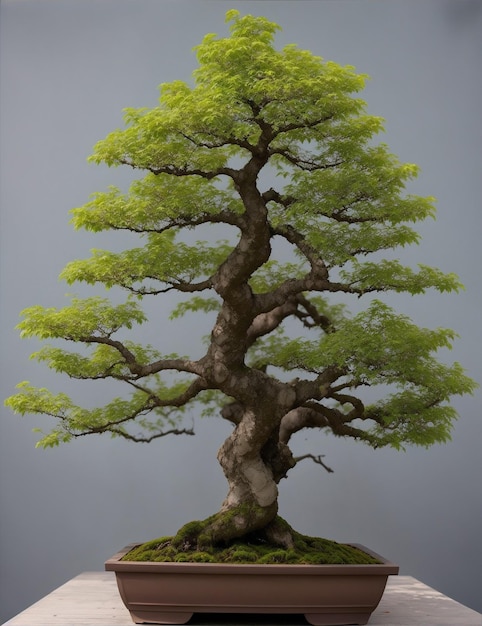 Bonsai Lumos Parviflora