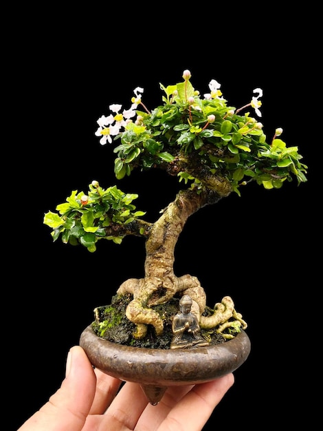 Bonsai su una superficie di legno con la luce solare che splende attraverso una tenda orizzontale