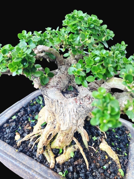 Bonsai su una superficie di legno con la luce solare che splende attraverso una tenda orizzontale