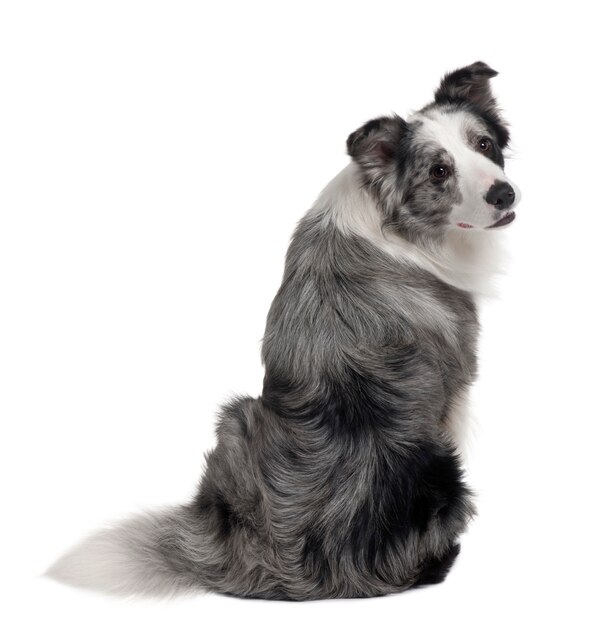 Border Collie, 1 anno, seduto