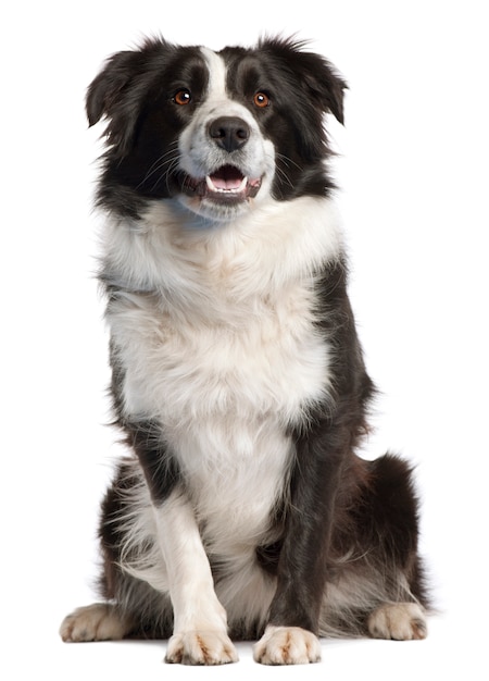 Border Collie, 14 mesi