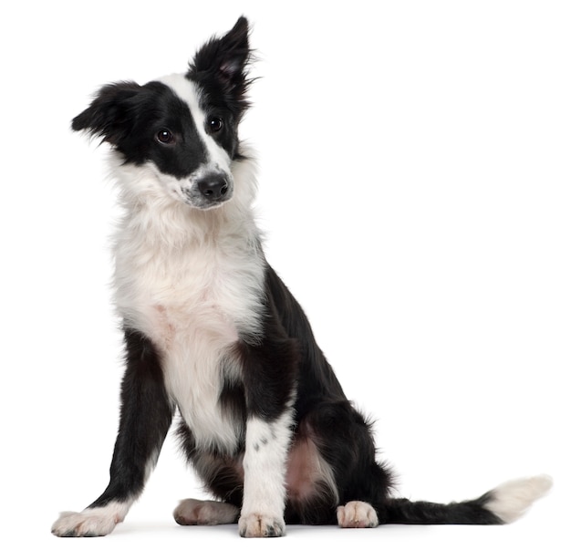 Border Collie, 4 mesi, seduto