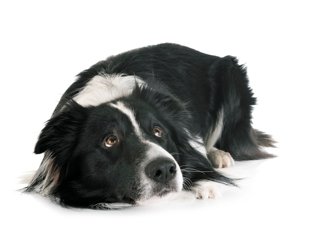 border collie adulto