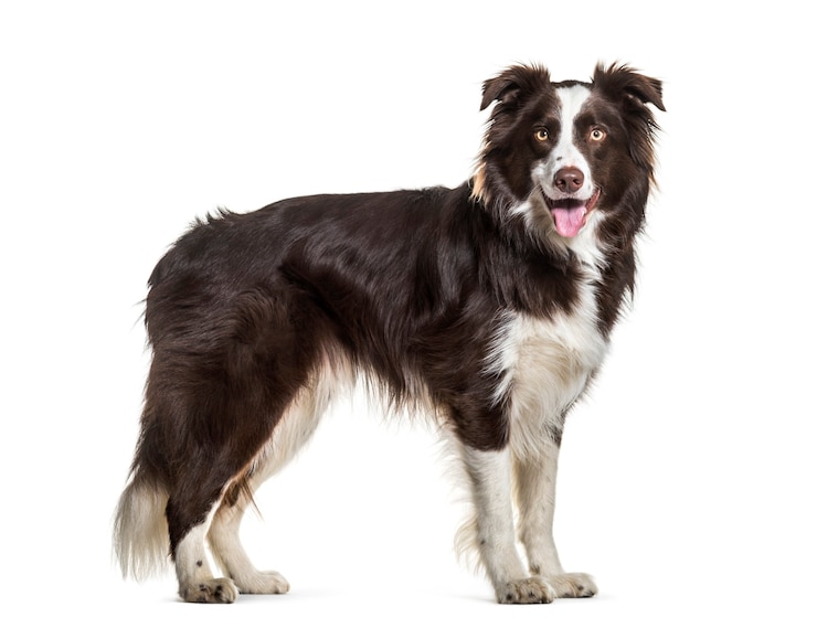Foto border collie cane, 2 anni, in piedi su sfondo bianco