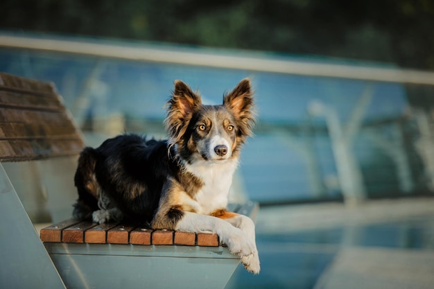 Border collie cane al mattino