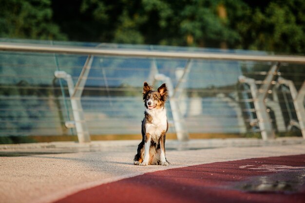 Border collie cane al mattino