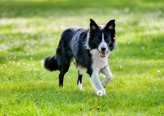 Border Collie cane che cammina attraverso il parco in una giornata di primavera