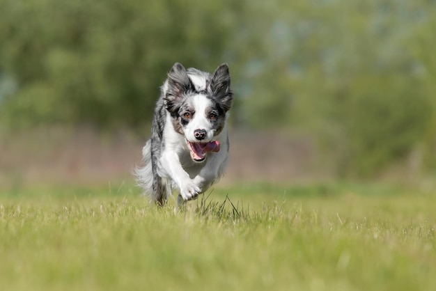 Border Collie cane che corre sull'erba verde