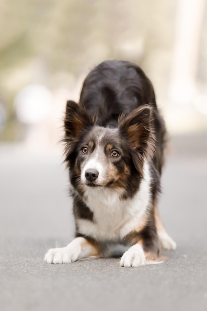 Border collie cane che si estende sulla strada