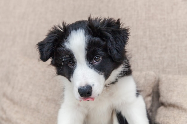 Border collie cane cucciolo sul divano di casa