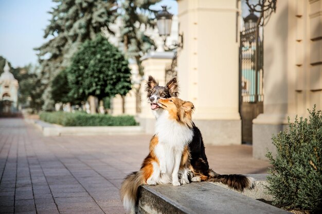 Border Collie cane e cane pastore Shetland insieme al mattino Due cani a passeggio Cani che giocano