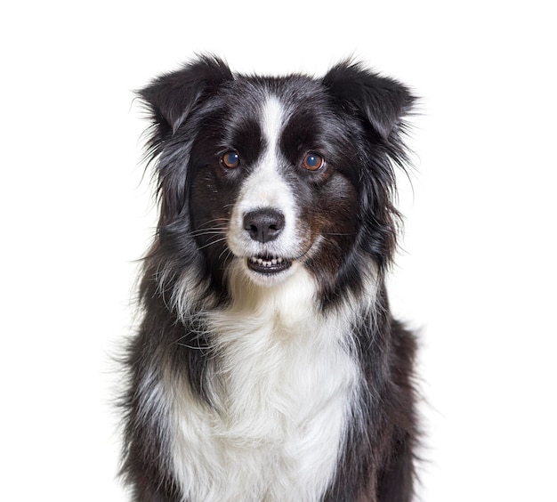 Border collie cane isolato su bianco