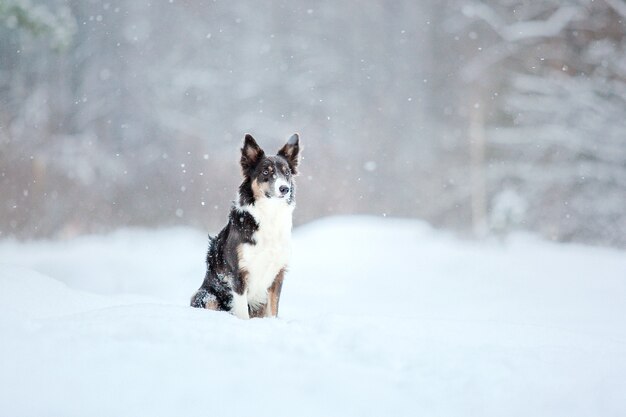 Border collie cane nella neve