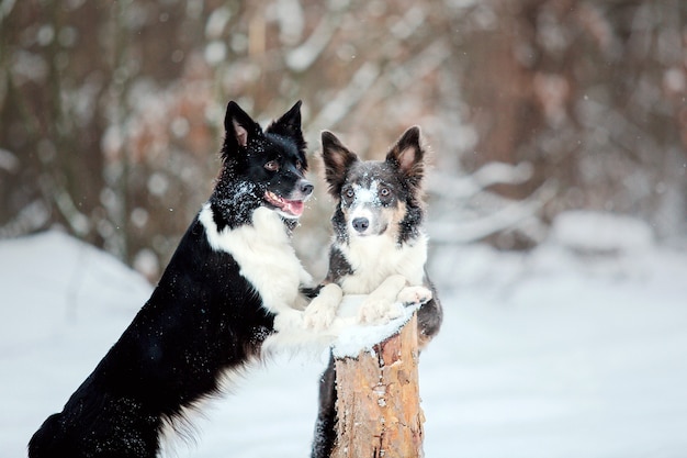 Border collie cane nella neve