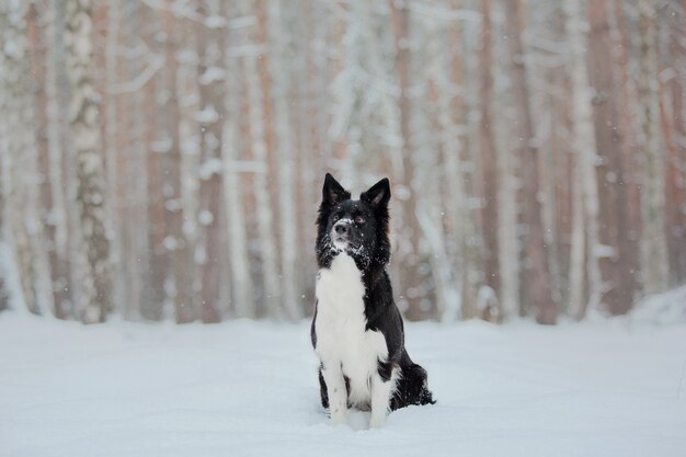 Border collie cane nella neve