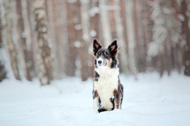 Border collie cane nella neve