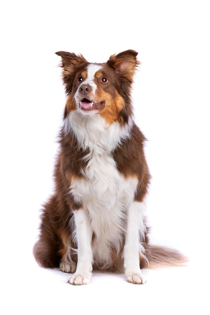 Border Collie cane