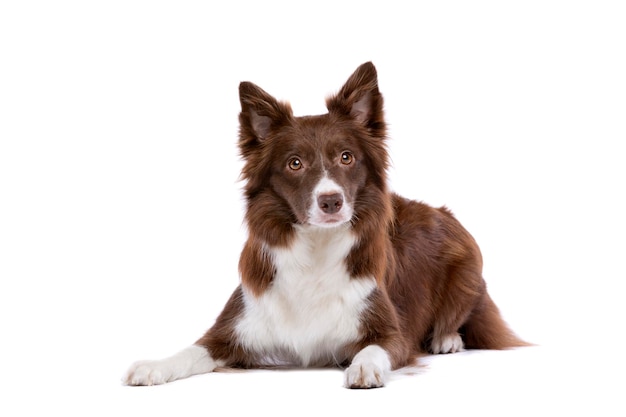 Border Collie cane