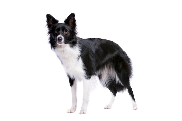 Border Collie cane