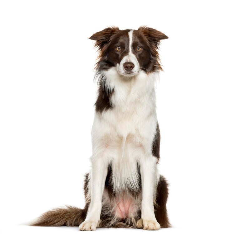 Foto border collie che si siede contro il fondo bianco