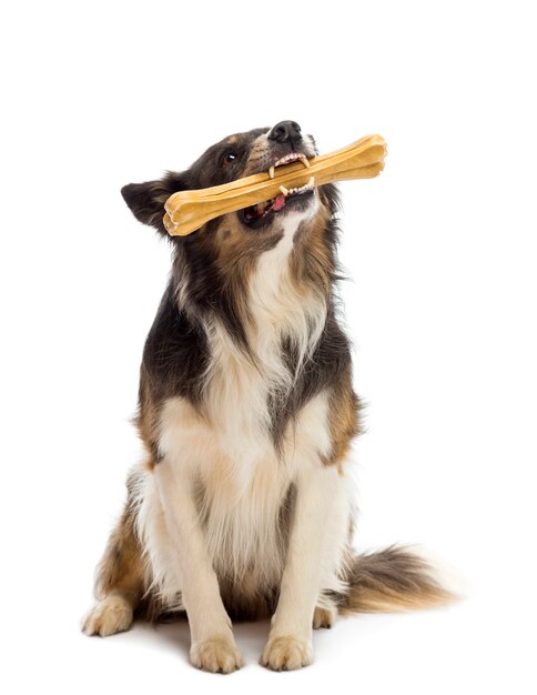 Border Collie che si siede e che mastica osso contro il fondo bianco