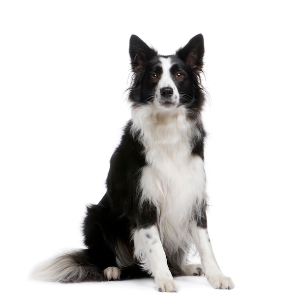 Border Collie con 4 anni. Ritratto di cane isolato