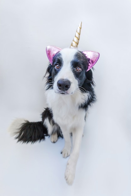 Border collie con corno di unicorno isolato su sfondo bianco