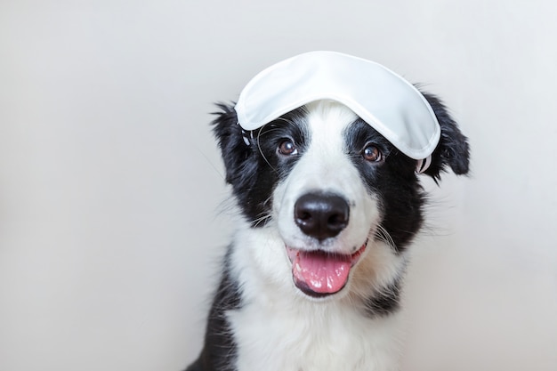 Border collie con la maschera per gli occhi addormentata isolata su fondo bianco