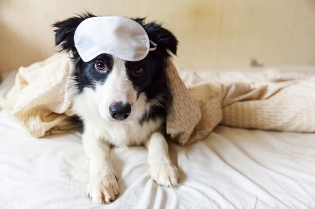 Border collie con maschera per gli occhi giaceva sul cuscino coperta a letto.