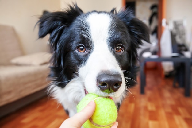 border collie con palla giocattolo in bocca