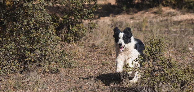 Border Collie corre in mezzo al campo